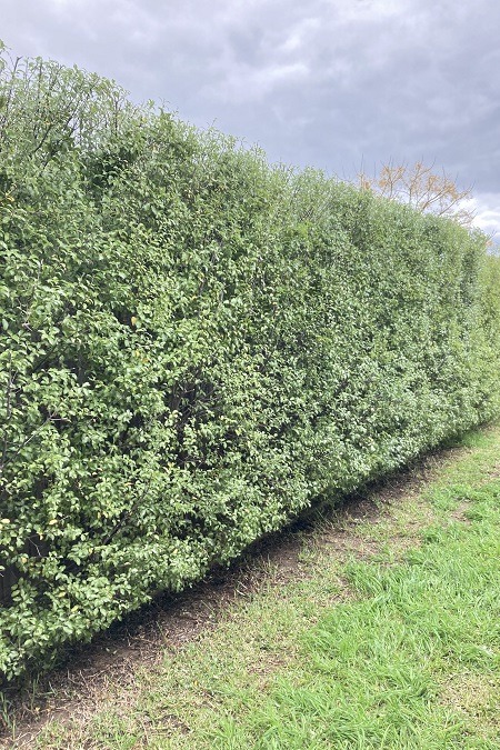 Hedge